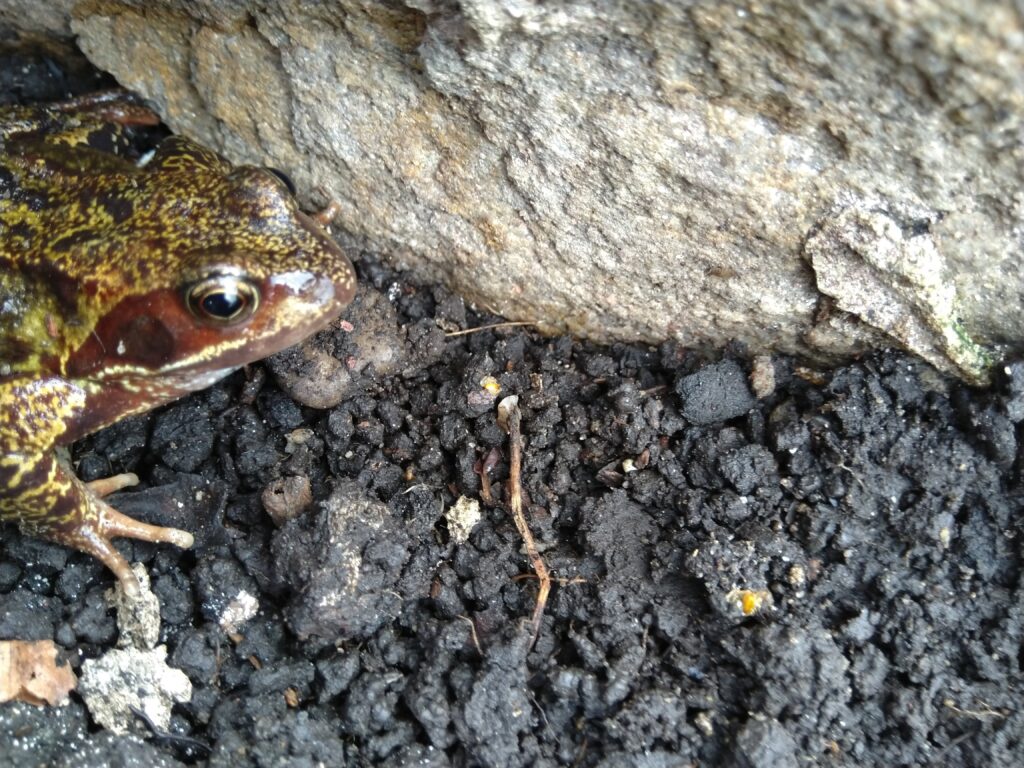 picture of a frog next to a dry stone wall in whalley
